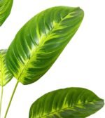 Artificial Plants in Pots Large Fake Tree Floor Faux Tropical Plants Decorative Greenry House Potted Tall for Home Office Living Room Decor Indoor Garden Outdoor (80cm Tropical Banana) - Image 7