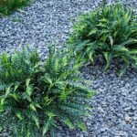 UV-Resistant Artificial Plants Faux Ferns – Certified Fade-Proof Outdoor Decor – Realistic Green Leaves Fake Greenery for Patio, Planters Front Porch Garden, and Landscaping 16 Bundles - Image 6