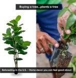 Cypress & Alabaster Handmade 6ft Oversized Fiddle Leaf Fig Ficus Lyrata Artificial Tree with Ethically Sourced Real Wood Trunks, Hypoallergenic, 6-Foot, Green - Image 3