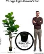 Cypress & Alabaster Handmade 6ft Oversized Fiddle Leaf Fig Ficus Lyrata Artificial Tree with Ethically Sourced Real Wood Trunks, Hypoallergenic, 6-Foot, Green - Image 7