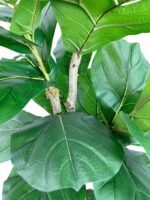 Cypress & Alabaster Handmade 6ft Oversized Fiddle Leaf Fig Ficus Lyrata Artificial Tree with Ethically Sourced Real Wood Trunks, Hypoallergenic, 6-Foot, Green - Image 8