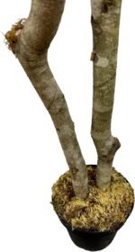 Cypress & Alabaster Handmade 6ft Italian Black Olive Leaf Artificial Tree with Ethically Sourced Real Wood Trunks, Hypoallergenic, 6-Foot, Green - Image 10