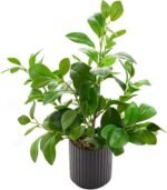 16 inch Artificial Plants Indoor Realistic Touching Evergreen Leaf Fake Plant with Creamic Black Pot for Home Office Living Room Bathroom Office Table Bookshelf Decor - Image 2