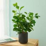 16 inch Artificial Plants Indoor Realistic Touching Evergreen Leaf Fake Plant with Creamic Black Pot for Home Office Living Room Bathroom Office Table Bookshelf Decor - Image 3